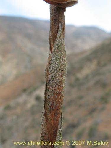 Tillandsia geissei的照片