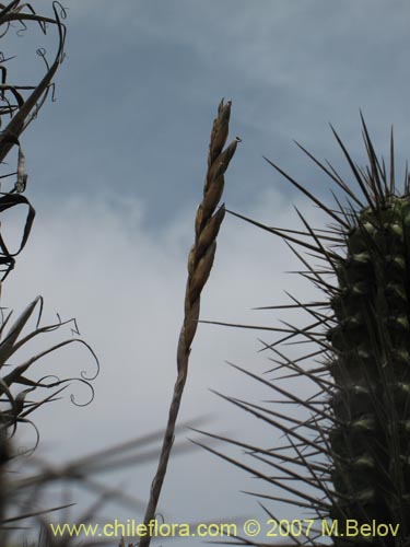 Tillandsia geissei的照片