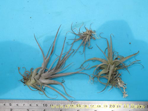 Tillandsia geissei的照片