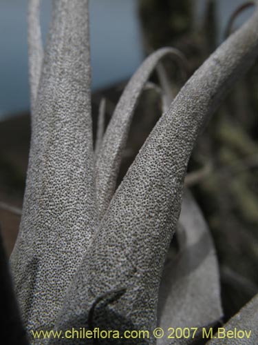 Tillandsia geissei的照片