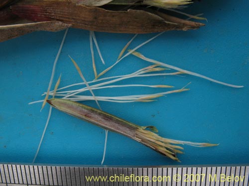 Tillandsia geissei的照片