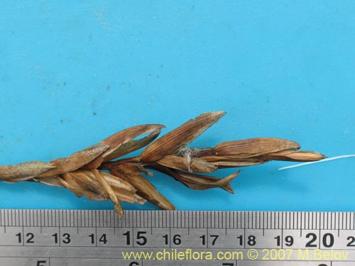 Tillandsia geissei的照片