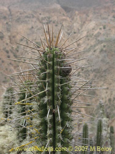 Image of Eulychnia iquiquensis (Copao). Click to enlarge parts of image.