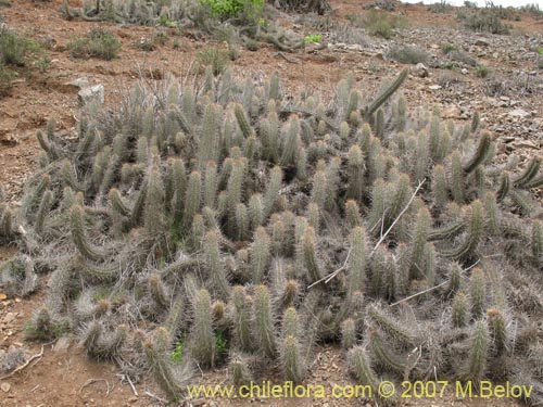Image of Echinopsis deserticola (). Click to enlarge parts of image.