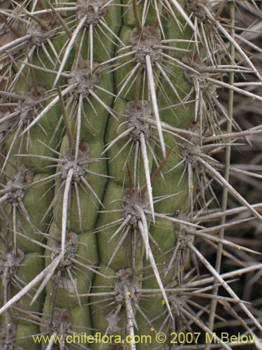 Image of Echinopsis deserticola (). Click to enlarge parts of image.