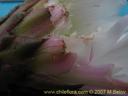 Bild von Echinopsis deserticola (). Klicken Sie, um den Ausschnitt zu vergrössern.