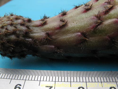 Bild von Echinopsis deserticola (). Klicken Sie, um den Ausschnitt zu vergrössern.