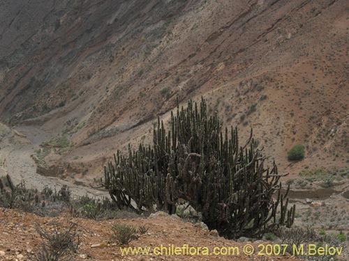 Image of Eulychnia iquiquensis (Copao). Click to enlarge parts of image.