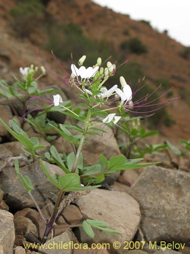 Cleome chilensis的照片