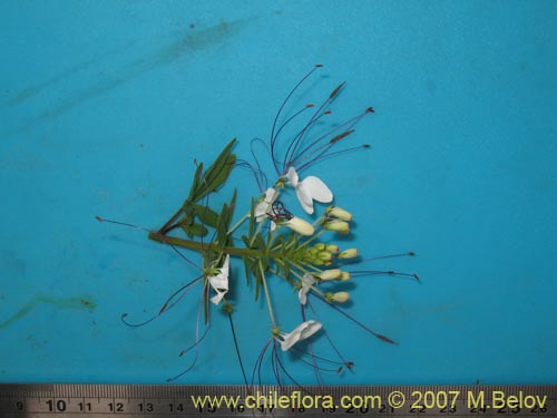 Cleome chilensis的照片