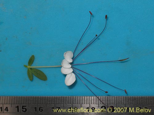 Cleome chilensis的照片