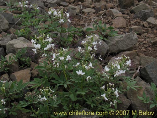 Cleome chilensis的照片
