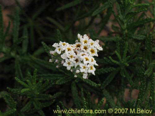 Image of Heliotropium taltalense (). Click to enlarge parts of image.