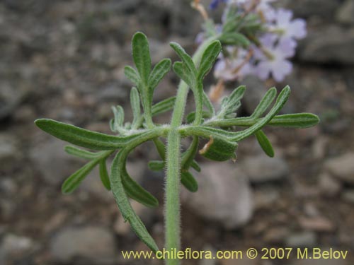 Glandularia atacamensis의 사진