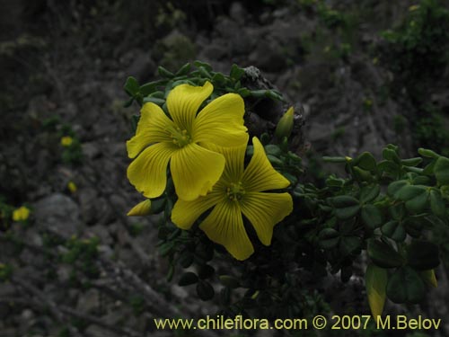 Bild von Oxalis gigantea (). Klicken Sie, um den Ausschnitt zu vergrössern.