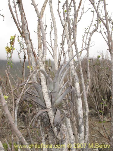 Tillandsia geissei的照片