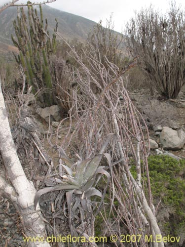 Tillandsia geissei的照片