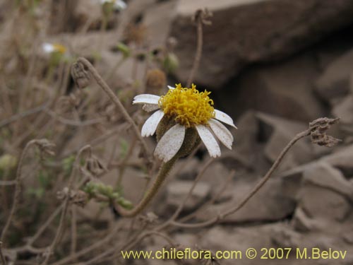 Image of Perityle emoryi (). Click to enlarge parts of image.