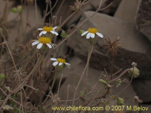 Image of Perityle emoryi (). Click to enlarge parts of image.