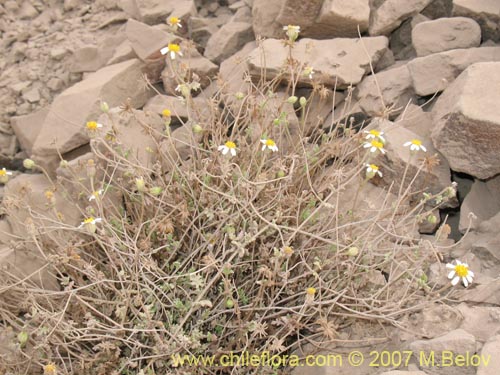 Image of Perityle emoryi (). Click to enlarge parts of image.