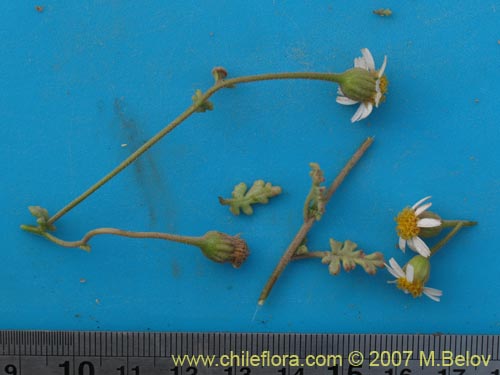 Image of Perityle emoryi (). Click to enlarge parts of image.