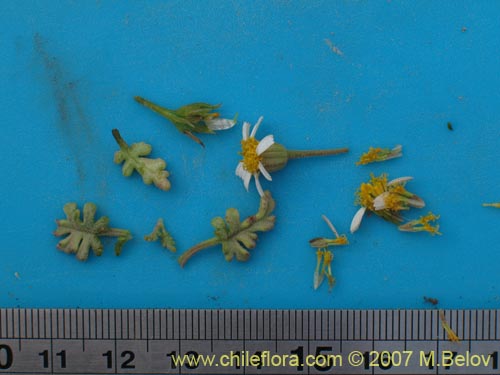 Perityle emoryi的照片