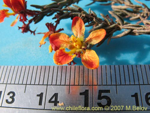 Dinemandra ericoides의 사진