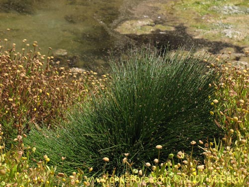 Image of Carex sp. #6922 (). Click to enlarge parts of image.