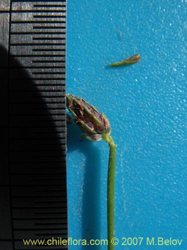 Image of Carex sp. #6922 (). Click to enlarge parts of image.