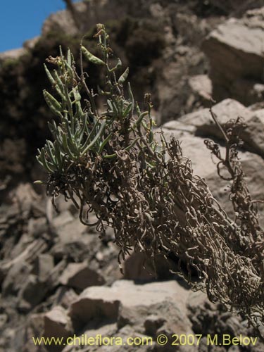 Bild von nicht bestimmte Pflanze sp. #1289 (). Klicken Sie, um den Ausschnitt zu vergrössern.