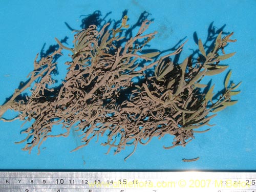 Bild von nicht bestimmte Pflanze sp. #1289 (). Klicken Sie, um den Ausschnitt zu vergrössern.