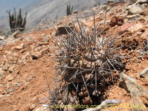 Image of Copiapoa humilis ssp. humilis (). Click to enlarge parts of image.