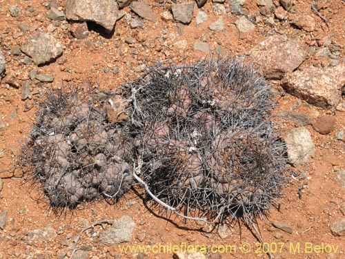 Copiapoa humilis ssp. humilis의 사진