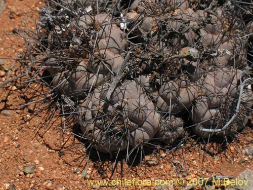 Copiapoa humilis ssp. humilis의 사진