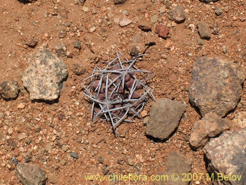 Copiapoa humilis ssp. humilis의 사진