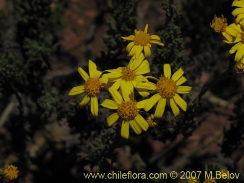 Image of Senecio sp. #1279 (). Click to enlarge parts of image.