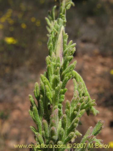 Image of Senecio sp. #1279 (). Click to enlarge parts of image.