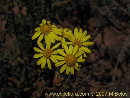 Image of Senecio sp. #1279 (). Click to enlarge parts of image.