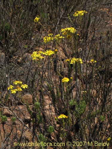 Image of Senecio sp. #1279 (). Click to enlarge parts of image.