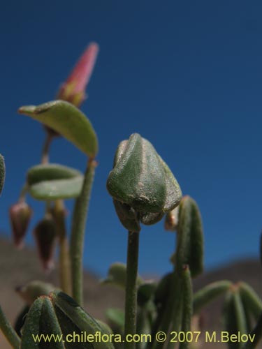 Image of Oxalis sp. #1290 (). Click to enlarge parts of image.