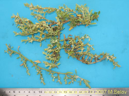 Galenia secunda의 사진