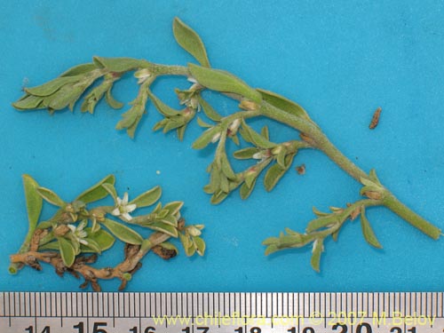 Galenia secunda의 사진