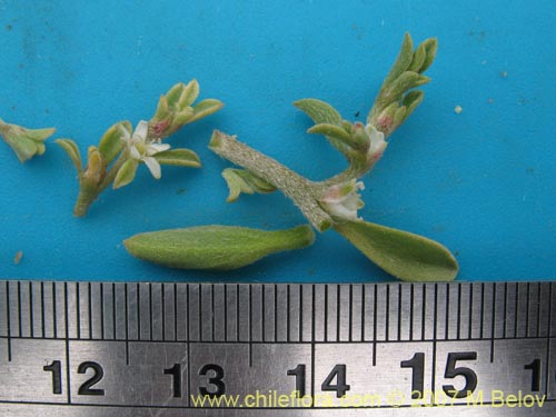 Galenia secunda의 사진