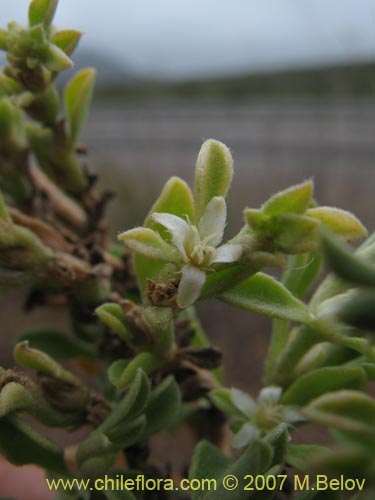 Galenia secunda의 사진