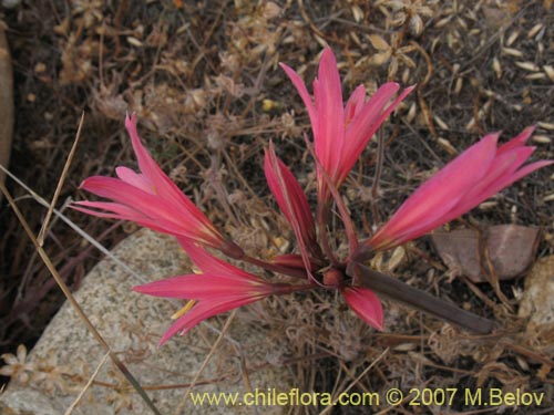 Imágen de Rhodophiala advena (). Haga un clic para aumentar parte de imágen.