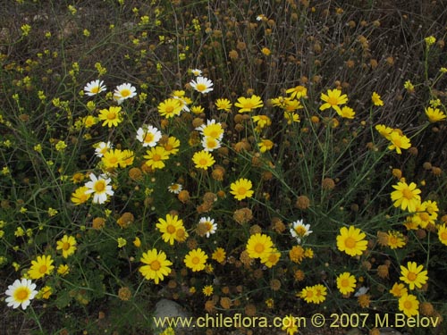 Image of Chrysanthemum coronarium (Manzanillon / Antimano / Manzanilla de flor dorada / Mirabeles / Ojo de buey). Click to enlarge parts of image.