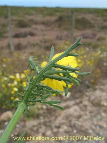 Image of Chrysanthemum coronarium (Manzanillon / Antimano / Manzanilla de flor dorada / Mirabeles / Ojo de buey). Click to enlarge parts of image.