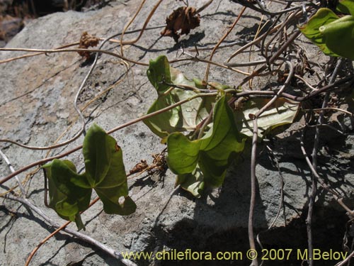 Image of Dioscorea bryoniifolia (Camisilla). Click to enlarge parts of image.