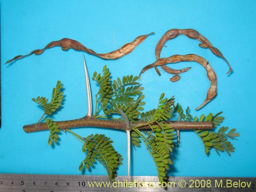 Bild von Acacia sp. #1390 (). Klicken Sie, um den Ausschnitt zu vergrössern.