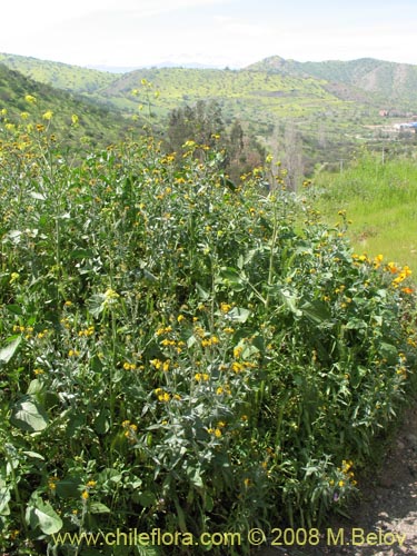 Image of Amsinckia tesselata (). Click to enlarge parts of image.